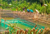 Tokoh Masyarakat Talang Ipuh Drs Ismail MSi Sedang Memantau Pembenahan Kolam