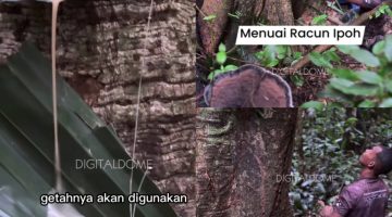 Mengenal Pohon Ipuh, Pohon Beracun,Asal Usul Nama Desa Talang Ipuh Kec Suak Tapeh Banyuasin