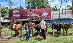 Ketua DPC PDIP Belitung Salurkan 7 Sapi Kurban di Tanjungpandan