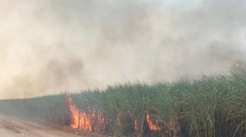 Pabrik Gula Cinta Manis Mulai Buka Giling, Kebun Tebu Pun Mulai Terbakar