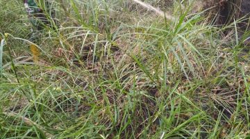 Babinsa Koptu Helmi Berjuang Bersama Masyarakat Padamkan Api