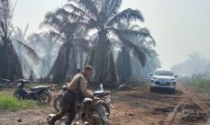 Kebakaran Hutan dan Lahan Melanda Area Perkebunan Sawit PT. Swadaya Bhakti NegaraMas (PT Indofood) di Desa Pulai Gading