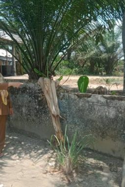 Pagar SDN 1 Tanjung Laga Memprihatinkan, Kepala Sekolah Harapkan Bantuan Perbaikan